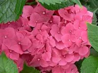 Hydrangea macrophylla 'Leuchtfeuer'