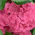 Blüten pink Hydrangea macrophylla 'Leuchtfeuer'