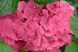 Bauernhortensie 'Leuchtfeuer' - Hydrangea macrophylla 'Leuchtfeuer'