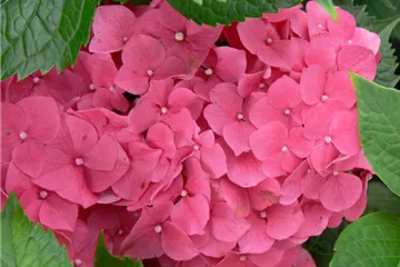Hydrangea macrophylla 'Leuchtfeuer'