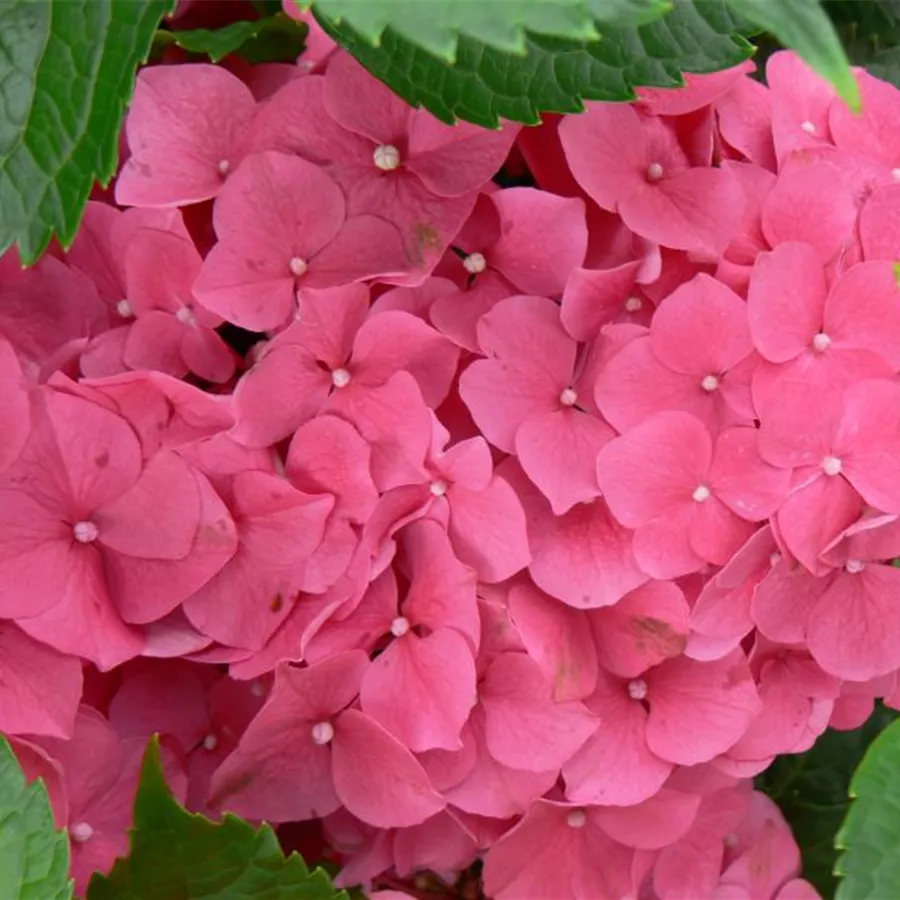 Blüten pink Hydrangea macrophylla 'Leuchtfeuer'