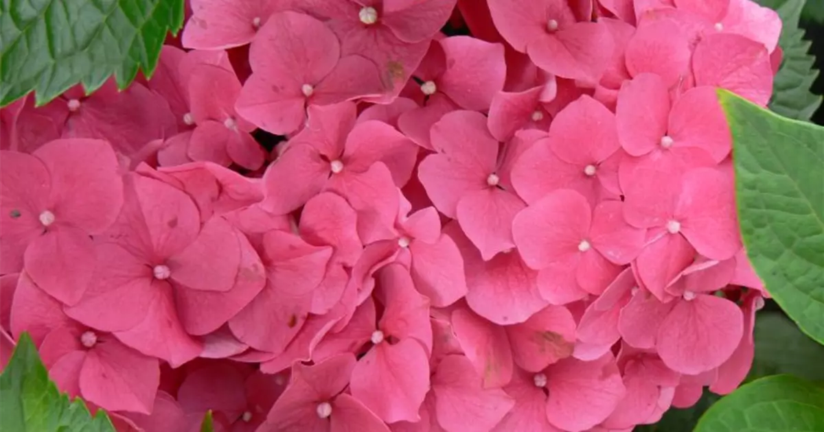 Hydrangea macrophylla 'Leuchtfeuer'