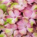 Blütenball Bauernhortensie 'Magical Amethyst'