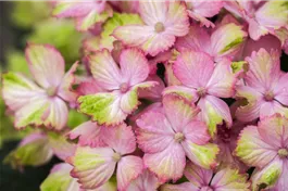 Bauernhortensie 'Magical Amethyst'® rosa - Hydrangea macrophylla 'Magical Amethyst'® rosa