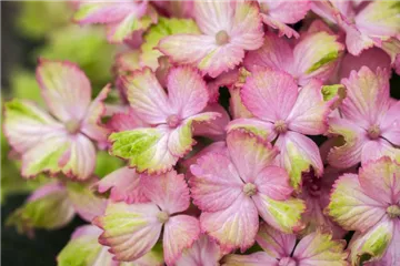 Bauernhortensie 'Magical Amethyst'® rosa - Hydrangea macrophylla 'Magical Amethyst'® rosa