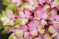 Hydrangea macrophylla 'Magical Amethyst'® rosa