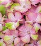 Blütenball Bauernhortensie 'Magical Amethyst'