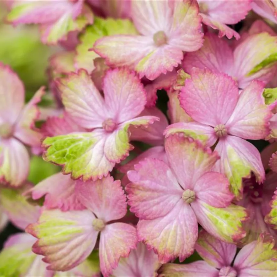 Blütenball Bauernhortensie 'Magical Amethyst'