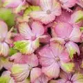 Blütenball Bauernhortensie 'Magical Amethyst'