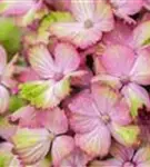 Blütenball Bauernhortensie 'Magical Amethyst'