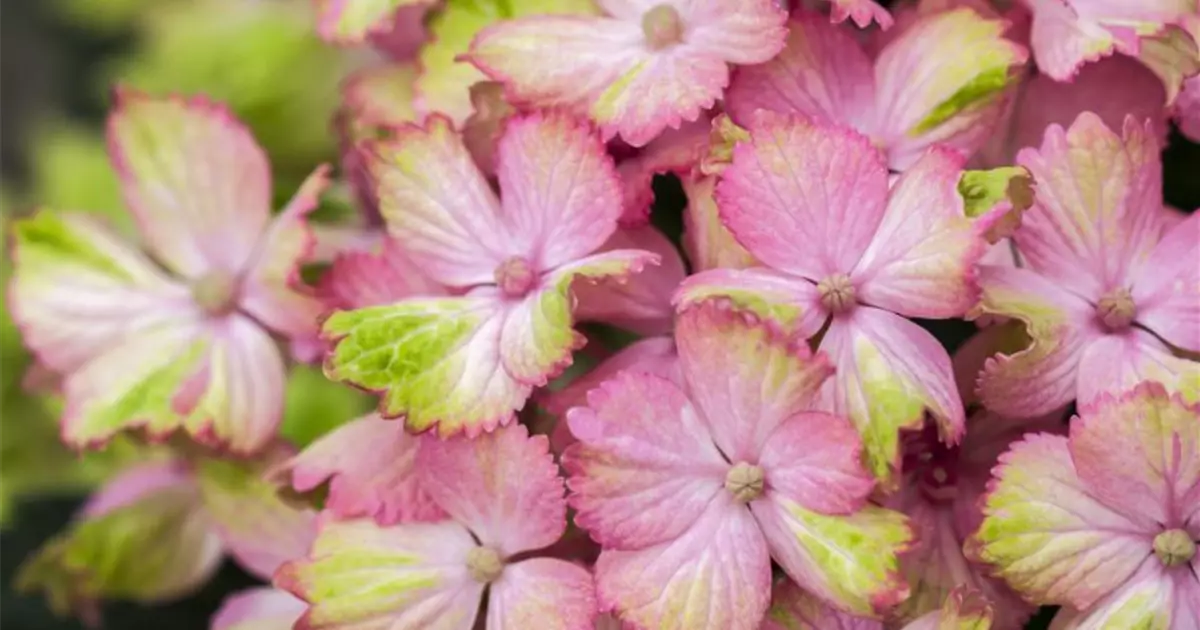 Hydrangea macrophylla 'Magical Amethyst'® rosa