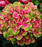 Grüne Blüten Bauernhortensie 'Magical Amethyst'