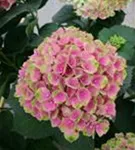 Nahaufnahme Bauernhortensie 'Magical Amethyst'