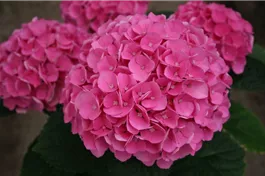 Bauernhortensie 'Magical Opal'® - Hydrangea macrophylla 'Magical Opal'®