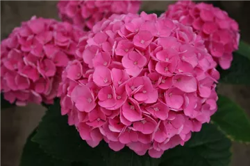 Hydrangea macrophylla 'Magical Opal'® Hydrangea macrophylla 'Magical Opal'®