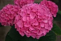 Hydrangea macrophylla 'Magical Opal'®