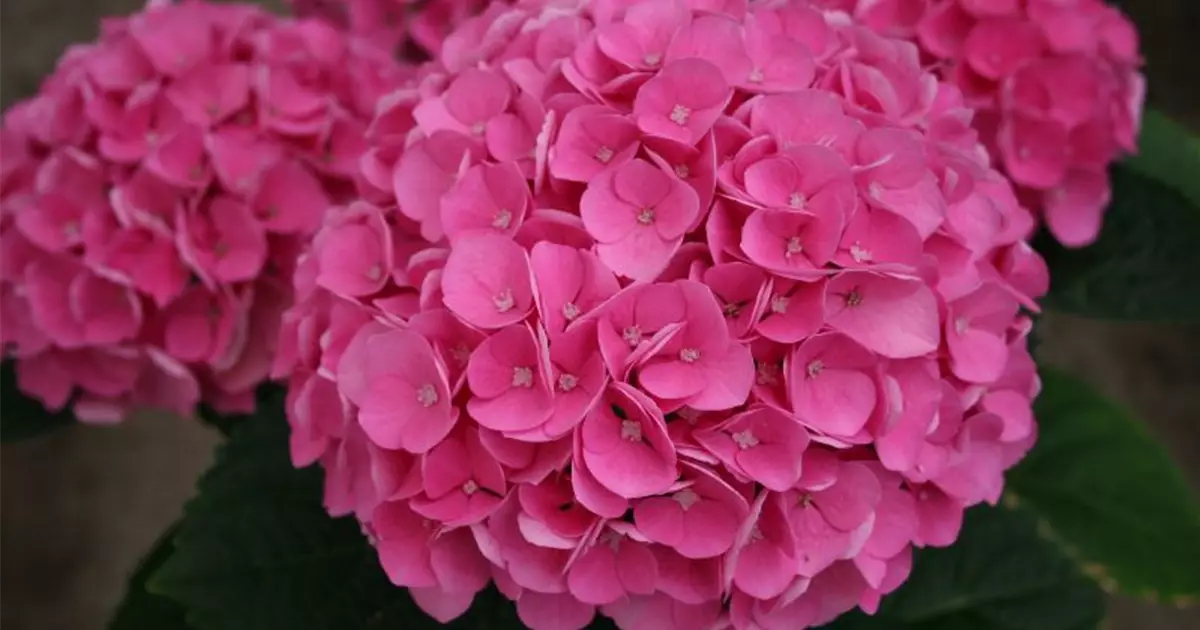 Hydrangea macrophylla 'Magical Opal'®