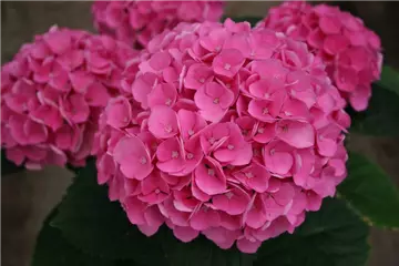 Hydrangea macrophylla 'Magical Opal'®