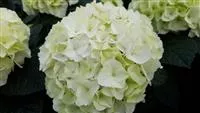 Hydrangea SAXON® 'Bright White'