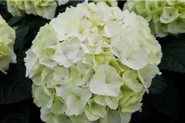 Bauernhortensie SAXON® 'Bright White' - Hydrangea SAXON® 'Bright White'