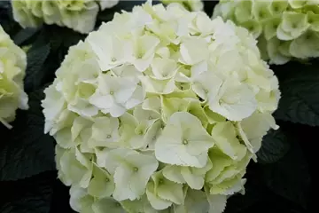 Hydrangea SAXON® 'Bright White'