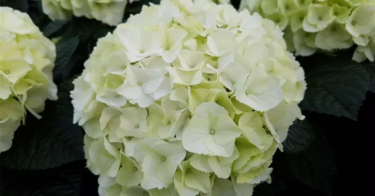 Hydrangea SAXON® 'Bright White'