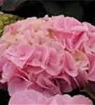 P2001289_1.jpg