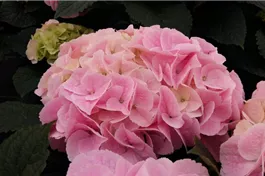 Bauernhortensie SAXON® 'Sonnenstein' - Hydrangea SAXON® 'Sonnenstein'