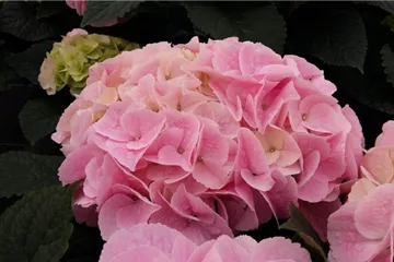 Hydrangea SAXON® 'Sonnenstein'