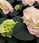 P2001289_4.jpg