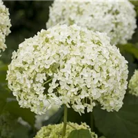 Sortenreiche Vielfalt Sortenreiche Vielfalt