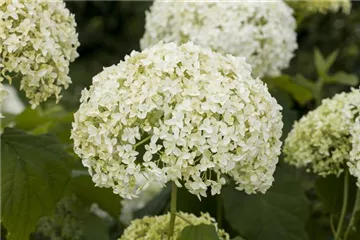 - Hortensien Tipps  - Hortensien Tipps