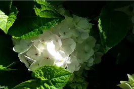 Ballhortensie Endless Summer 'The Bride'® - Hydrangea macr. Endless Sum. 'The Bride'®