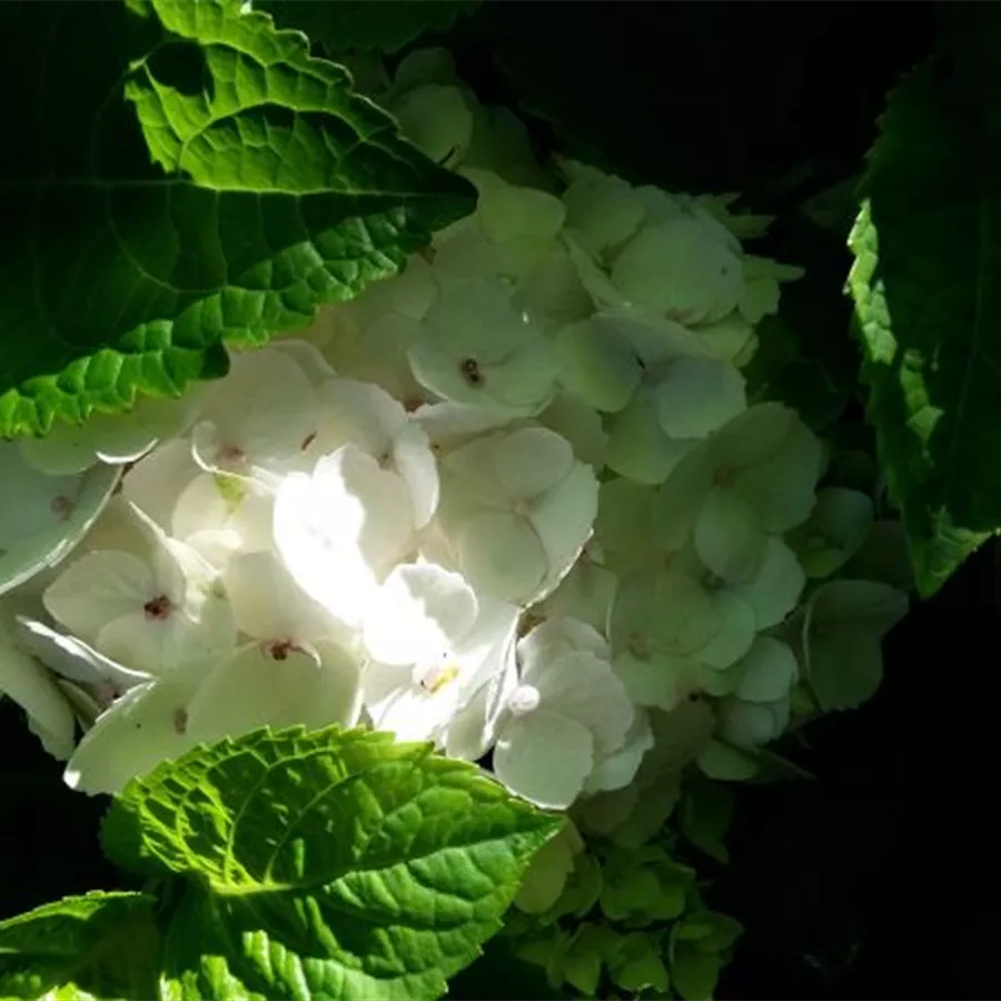 Blüten Ballhortensie im Schatten