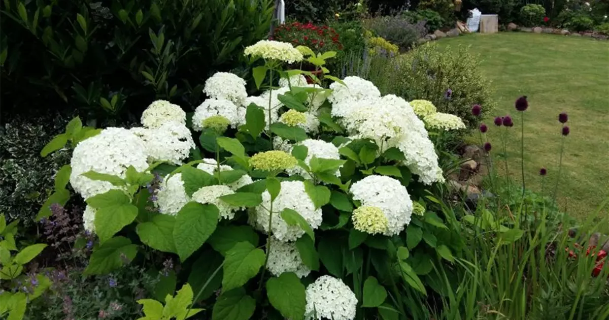 Hydrangea arborescens 'Annabelle'