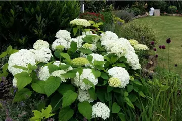 Hydrangea arborescens 'Annabelle'