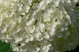 Ballhortensie 'Annabelle' - Hydrangea arborescens 'Annabelle'