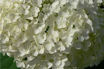 Hydrangea arborescens 'Annabelle'