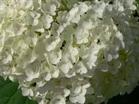 Hydrangea arborescens 'Annabelle'