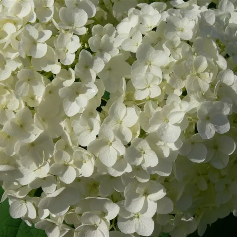 Nahaufnahme helle Blüten Ballhortensie 'Annabelle'