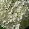 Nahaufnahme helle Blüten Ballhortensie 'Annabelle'