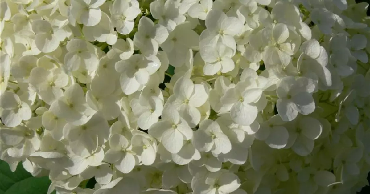 Hydrangea arborescens 'Annabelle'
