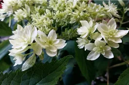 Schneeballhortensie Hovaria® 'Hayes Sturbust' - Hydrangea arborescens Hovaria® 'Hayes Starburst'