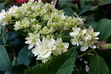 Hydrangea arborescens Hovaria® 'Hayes Starburst'