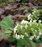 Fernaufnahme Blätter mit Blüten Eichenblatthortensie Hovaria® 'Quercifolia'