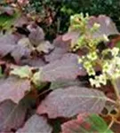 Fernaufnahme Blätter Eichenblatthortensie Hovaria® 'Quercifolia'