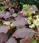 Fernaufnahme Blätter Eichenblatthortensie Hovaria® 'Quercifolia'