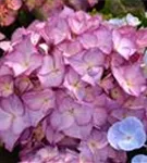 Artikelbild einer Bauernhortensie 'Red Angel'® Ball violett