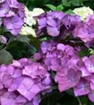 Bauernhortensie 'Red Angel'® Ball violett Artikelaufnahme detailliert