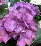 Bauernhortensie 'Red Angel'® Ball violett Nahaufnahme hell